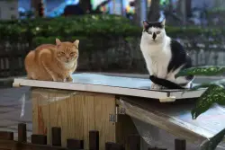 2 Palo Alto cats having trouble adjusting to new catio